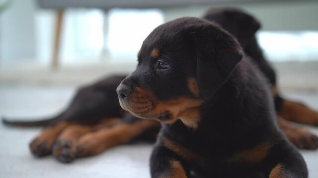 Rottweiler puppy on floor and barking at home