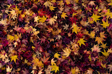 紅葉。落ち葉。背景。