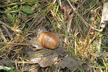 Weinbergschnecke