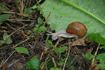 Gehäuseschnecke
