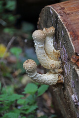 Ständerpilz