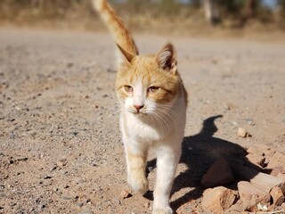 LE CHAT ORANGE