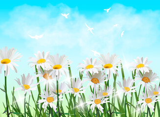 Fototapeta na wymiar Spring background with chamomile flowers, green grass, swallows and blue sky.