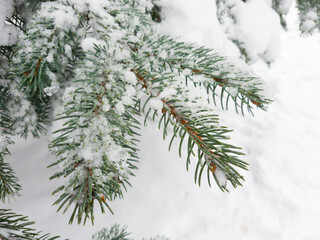 Close up of fir tree branch covered with snow in winter forest. Real winter and Christmas background