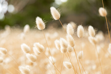 Fototapeta na wymiar macro close up of wild grass seed in rural countryside