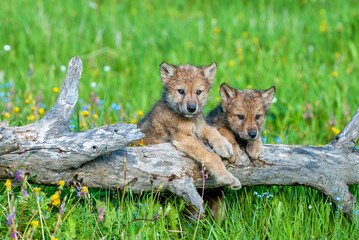 Two wolf cubs playing on log