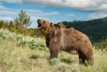 grizzly bear roaring on Montana hillside
