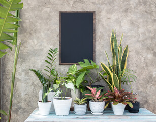 Group of  house plant with MonsteraAglaonema,Chinese EvergreenFicus Elastica,,Spotted betel,Zamioculcas zamifolia,,Bird of paradise,Bromeliad,Snake plant and mock up black board on concrete wall 