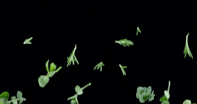 Leaves of salad fragrant herbs fly up and fall on a black background. Blackmagic Ursa Pro G2, 300 fps.