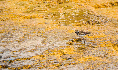 Yellowstone,  United States