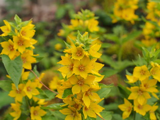 Yellow buds of flowering flowers of lysimachia.