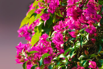 Pink bougainvillea spectabilis or great bougainvillea in garden