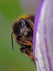 Bumblebee on crocus petal