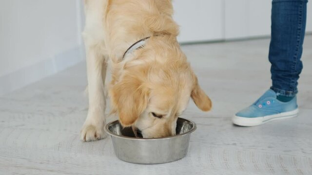 golden retriever dog eating dog food. The owner of the dog feeds his pet. Young retriver close to his bowl of fooder.