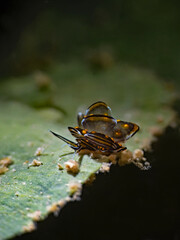 Black-lined sapsucking slug in motion, Schwarz-linierte Schlundsackschnecke in Bewegung (Cyerce nigra)