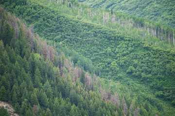 green forest in the mountains