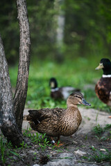 A female wild duck with two drakes in nature. A flock of waterfowl at the zoo. Attracting a female, mating season in birds. Beautiful bokeh, selective focus.