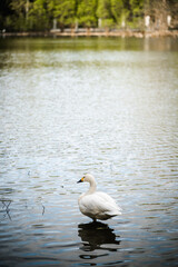 A white swan stands on one leg in the pond water, which reflects the trees. Portrait of a graceful bird with a beautiful long neck. Elegance, grace, beauty of nature, swan lake concept.