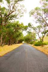 Fototapeta na wymiar Empty open road with avenue of trees in Cape Town