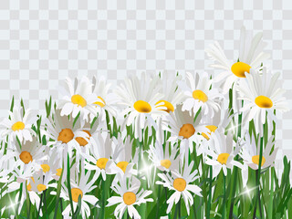 Bouquet realistic daisy, camomile flowers. Seasonal sales