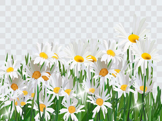 Fototapeta premium Bouquet realistic daisy, camomile flowers. Seasonal sales