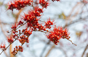 Monkey Flower Tree, Fire of Pakistan beautiful red flowers blooming on the tree.
