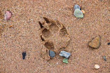 Dog footprint in the sand