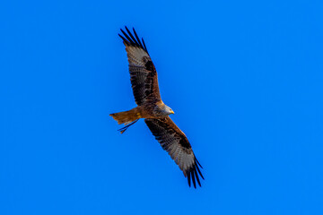 red kite in flight
