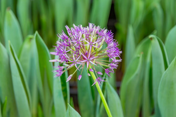 Bright summer flower bloomed in a botanical greenhouse