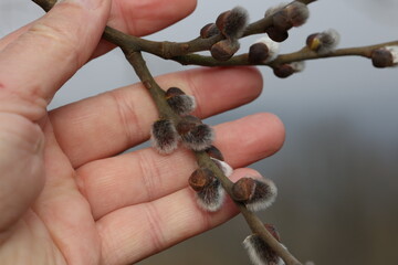 Spring. A hand holding a willow branch