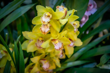 Bright summer flower bloomed in a botanical greenhouse
