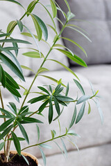 Indoor plant Nerium oleander close-up. Tropical plants for home decoration. Poisonous house plant.