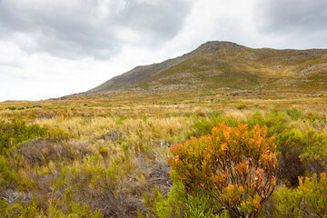 scenic view of mountains and fynbos in coastal Cape Town