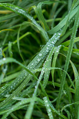 dew on grass