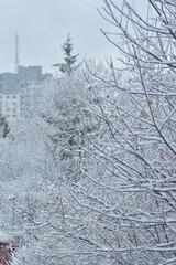 The city is covered with frost on a frosty winter day