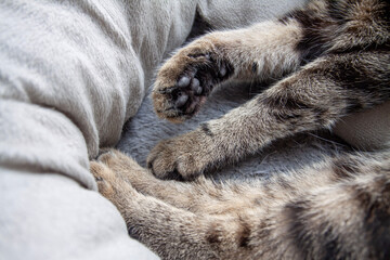 Fototapeta na wymiar Cat paws lying on a pet bed close up