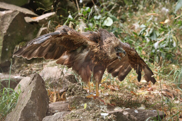 Western marsh harrier (Circus aeruginosus).