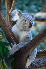 Queensland koala (Phascolarctos cinereus adustus).