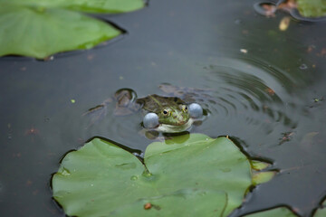 Marsh frog (Pelophylax ridibundus)