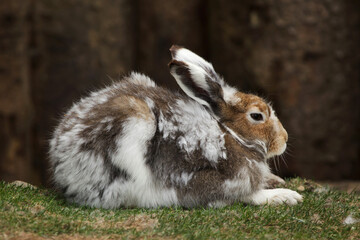 Mountain hare (Lepus timidus)