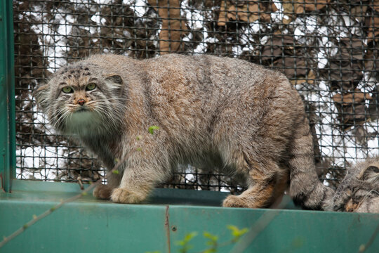 Manul Bilder Durchsuchen 2,108 Archivfotos, und Videos