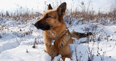 German shepherd dog lies in the snow on a winter meadow.
