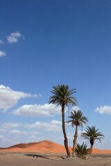 Fototapeta na wymiar Palm Trees in the Sahara Desert