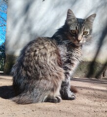 Un lindo gato atigrado mirando a la camara.