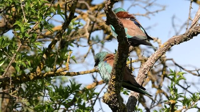 Pareja de carracas en rama de almendro
