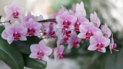 A blooming white pink orchid of genus phalaenopsis, variety Rotterdam on blurred background.