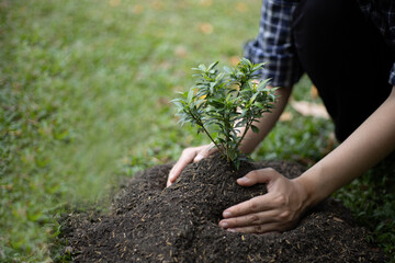 Young man transplanted small seedlings into mineral rich potting soil and prepared to water the plants, Plants help increase oxygen in the air and soil, Loving the Earth and Conserving the Environment