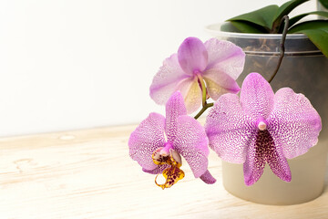 Blooming Purple and Pink orchid called Manhattan. Plant with mutant flower in the pot, Close-up