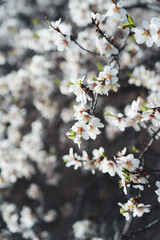 Silverded Almond pretty flower invites to meditation (Japanese cherry tree - jerte Spain)