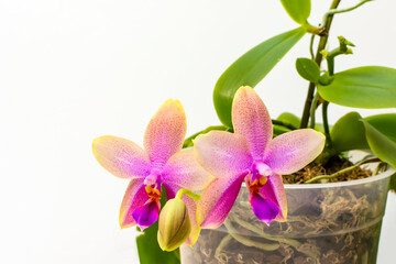 Orchid Liodoro in the pot. Phalaenopsis hybrid Selective focus